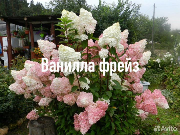 Гортензия ванилла фрайз
