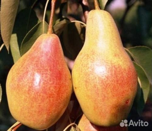 Плодовые деревья