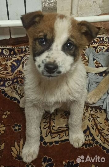 Щенок-подросток (стерил)