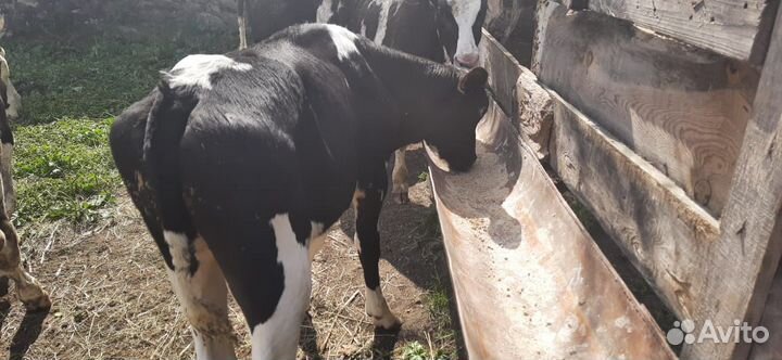 Бычки телята телки