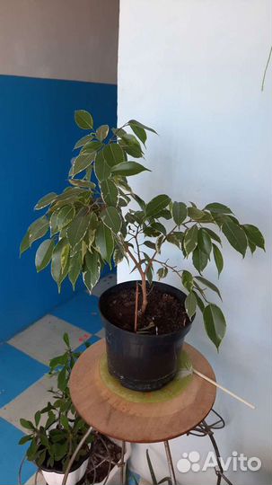 Цветы комнатные