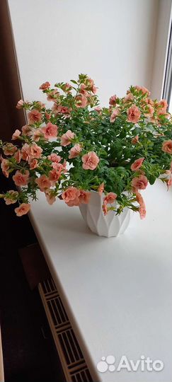 Калибрахоа