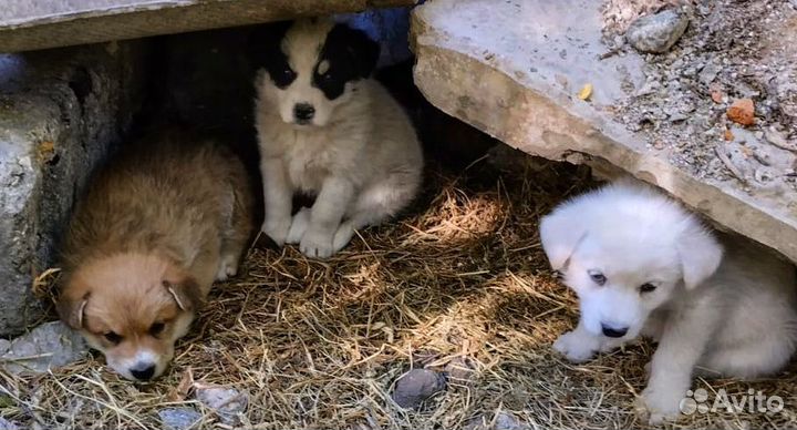 Щенки в дар