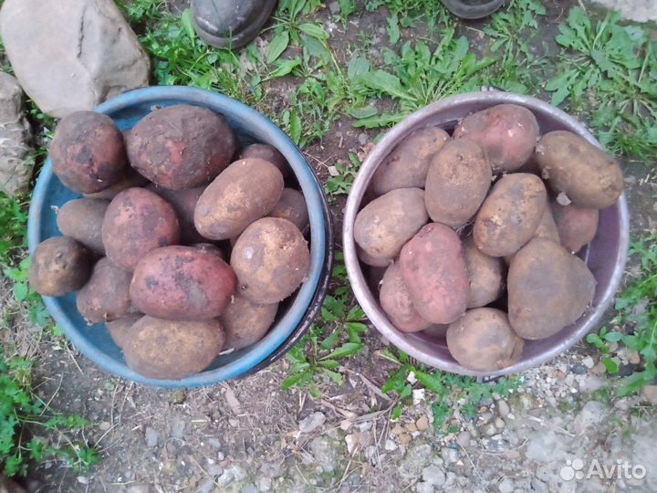 Продам картофель ведрами