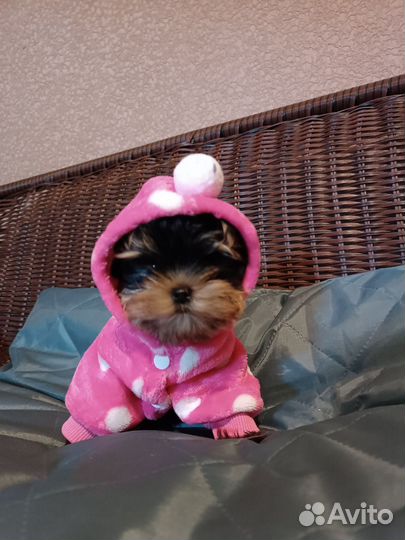 Йоркширский терьер