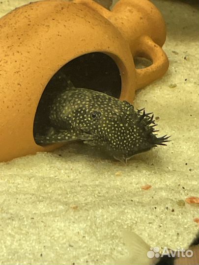 Сомики анциструсы