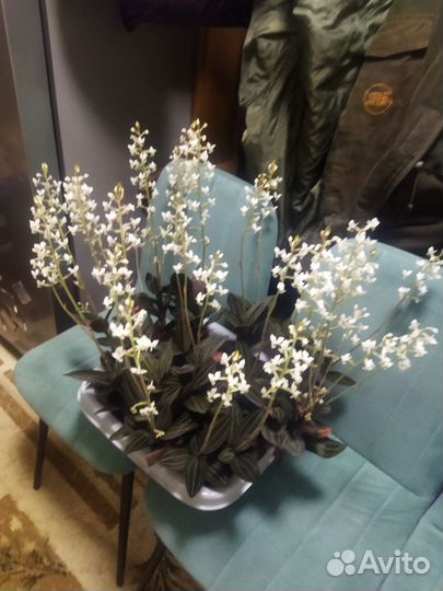 Орхидея лудизия