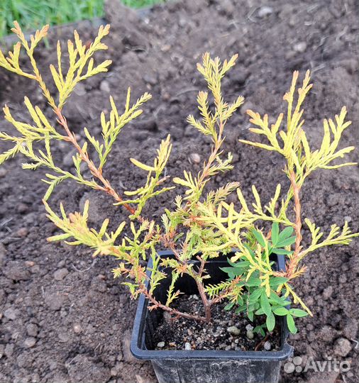 Можжевельники