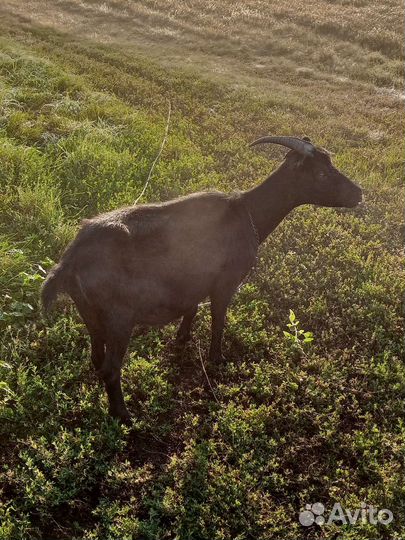 Козы и козлы