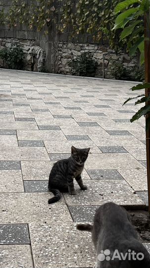 Котята в добрые руки даром