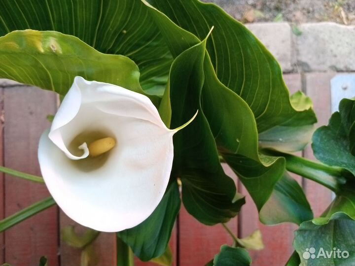 Комнатные цветы Каллы