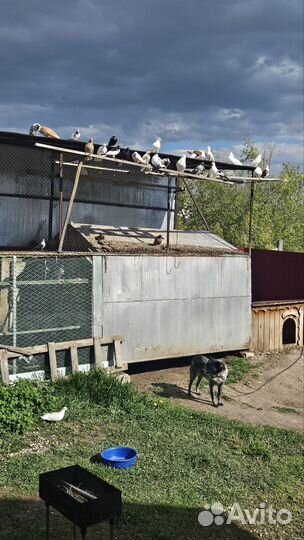 Продажа голубей