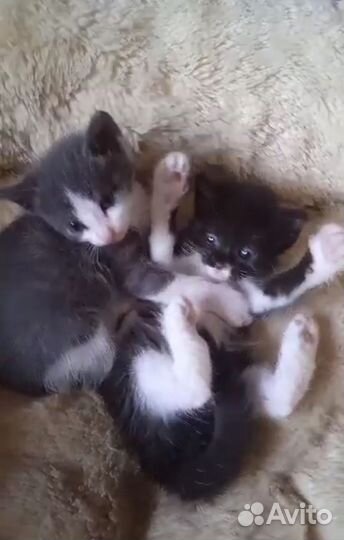 Котенок в добрые руки