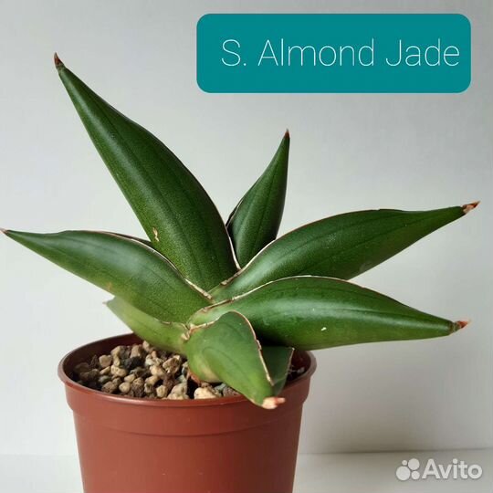 Сансевиерия сортовая Almond Jade
