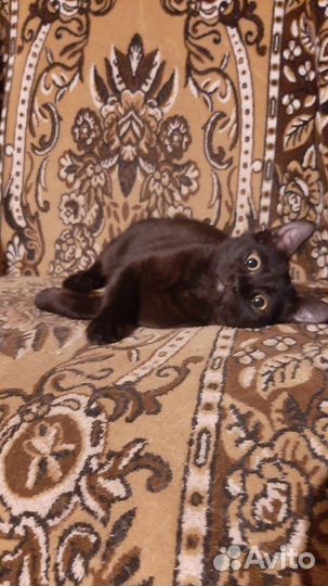 Котенок очень ищет дом