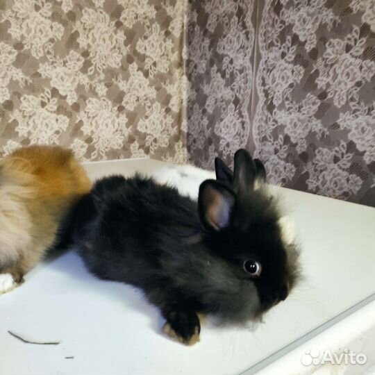 Карликовые кролики