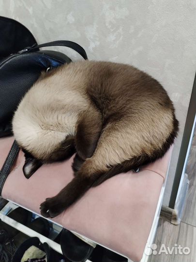 Передержка животных