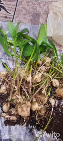 Дримиопсис