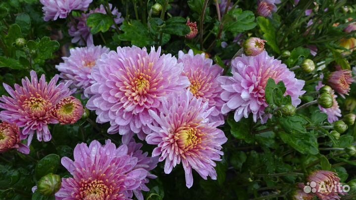 Хризантема, флоксы, примула