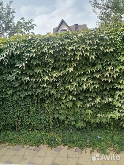 Девичий виноград вичи,триостренный.отростки,семена