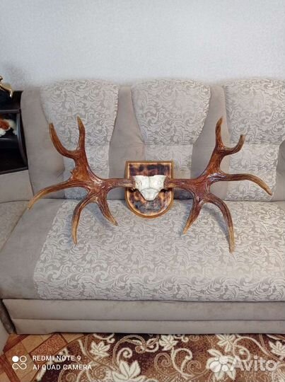 Продам рога лося