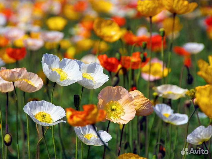 Мак Альпийский декоративный/ семена и растения