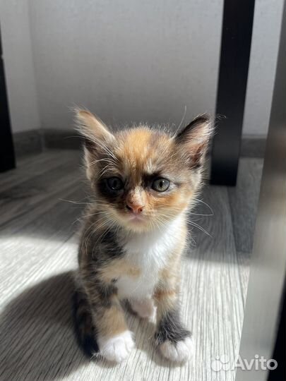 Котята в добрые руки даром