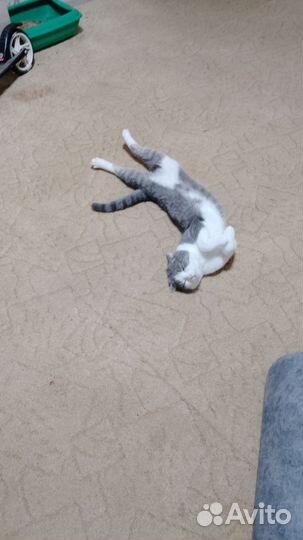 Вислоухий котенок