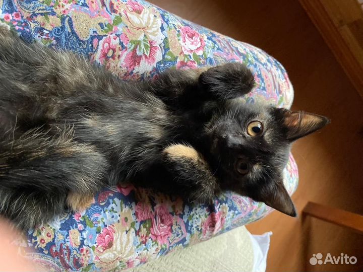 Котенок в добрые руки