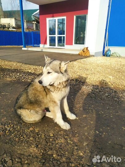 Собака в добрые руки отдам бесплатно
