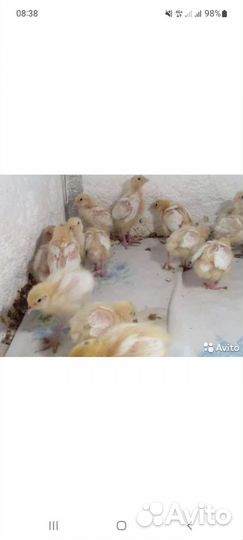 Цыплята перепёлки