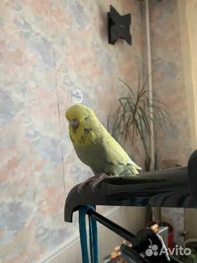 Передержка для попугаев