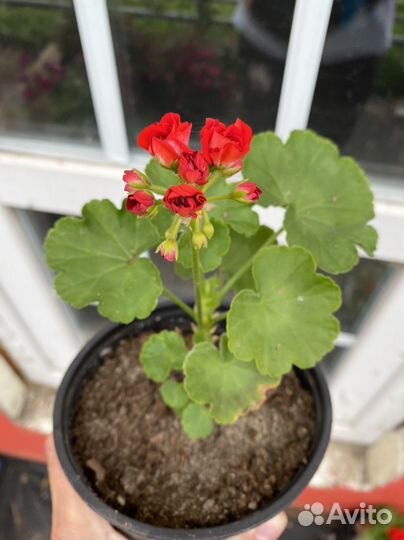 Пеларгония Johanna fr. Sattraby