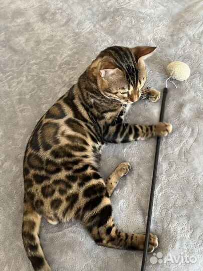 Бенгальский котик
