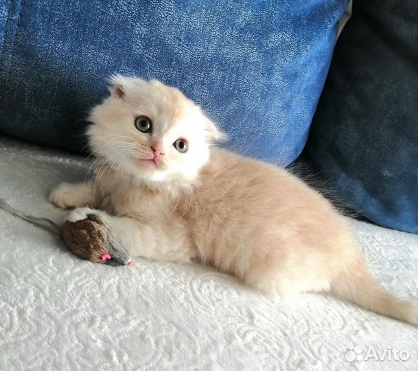 Шотландец вислоухий