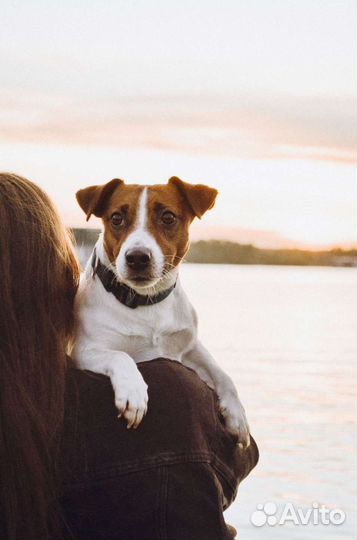 Вязка джек рассел терьер