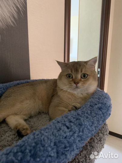 Шотландский кот вязка