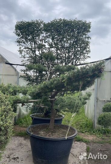 Ниваки Лиственница Маргилинда 150-175 см