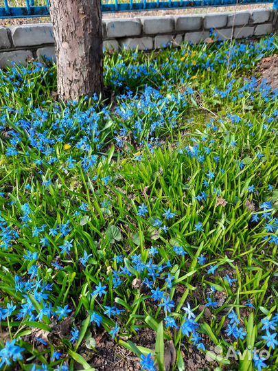 Саженцы плодовых деревьев