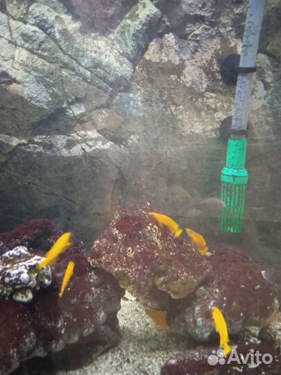 Аквариумные рыбки