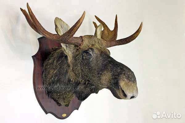 Рога лося настоящие