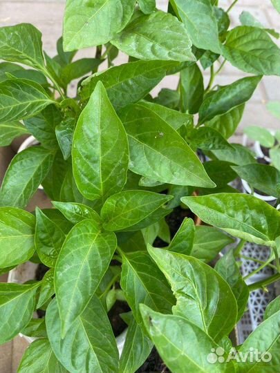 Рассада кабачки перцы