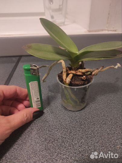 Орхидея фаленопсис мини
