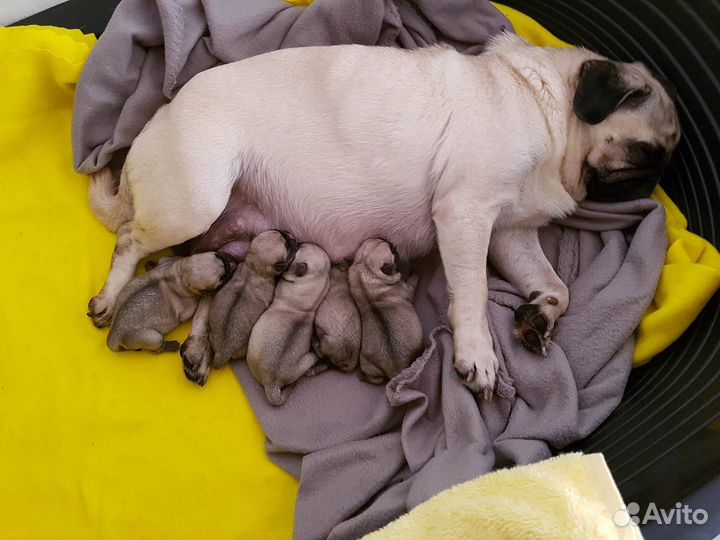 Щенки мопса