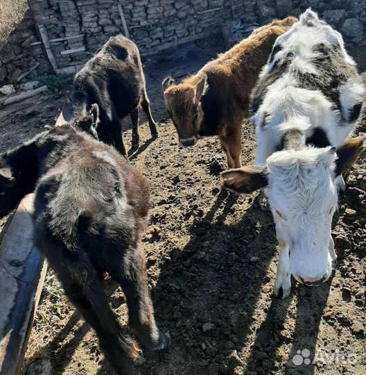 Коровы и телята