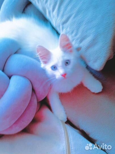 Ищем дом малышу