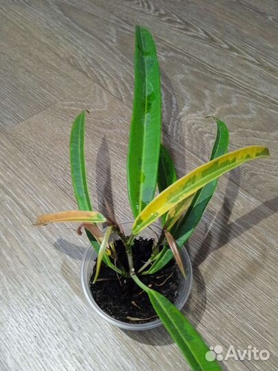 Фикусы сортовые разные 2