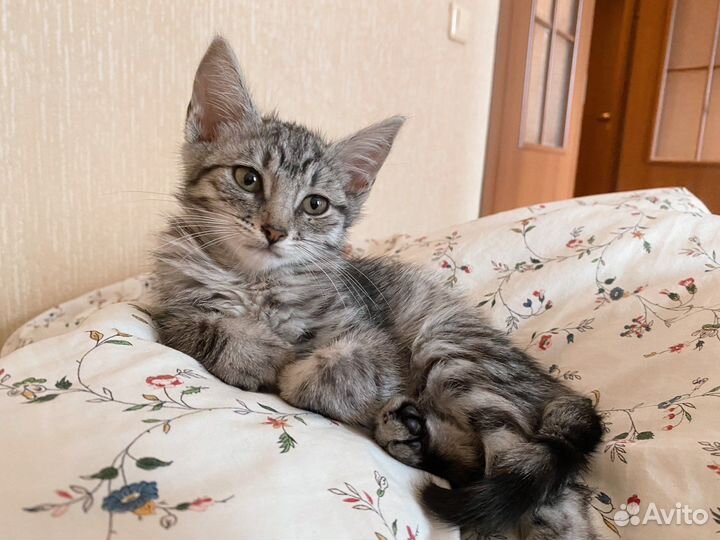 Уникальный котёнок волчёнок девочка 2,5 м