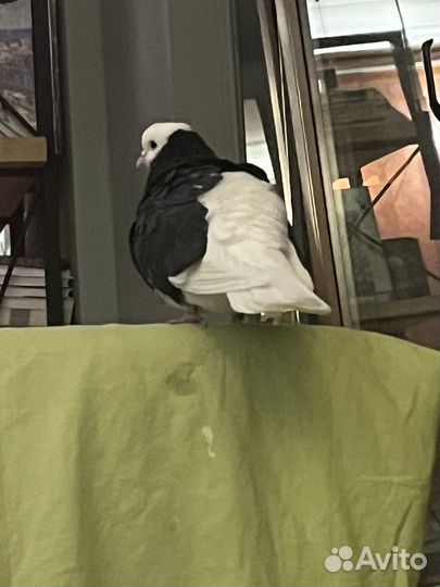 Голубь ручной