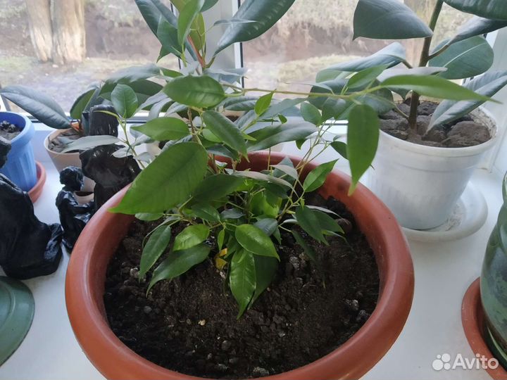 Фикус и Архидея